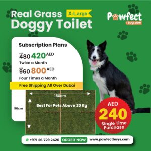 Real Grass For X-Large Pet