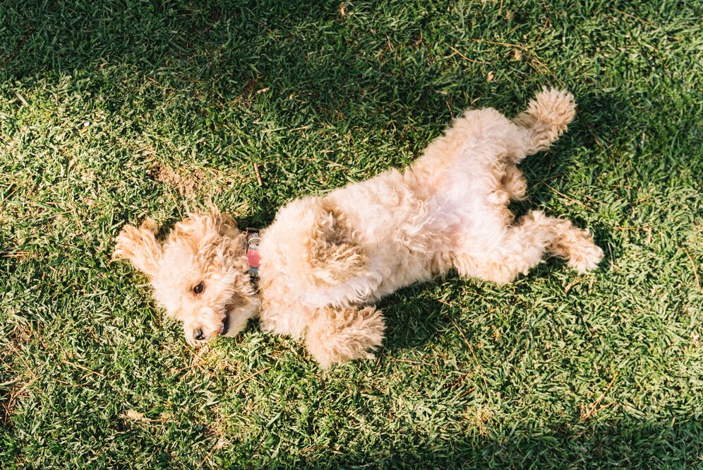 pee pad for dogs